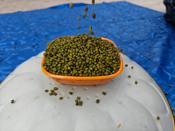 Pesulu(Mung bean)